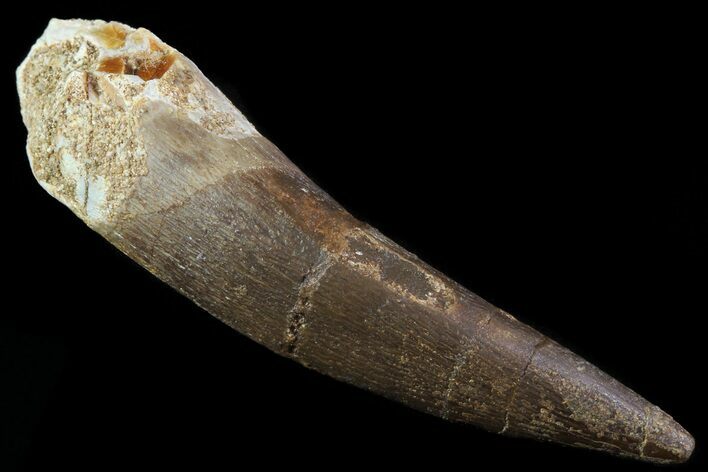 Fossil Plesiosaur (Zarafasaura) Tooth - Morocco #81917